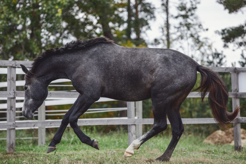 Equine Fence Installation in South Houston, TX