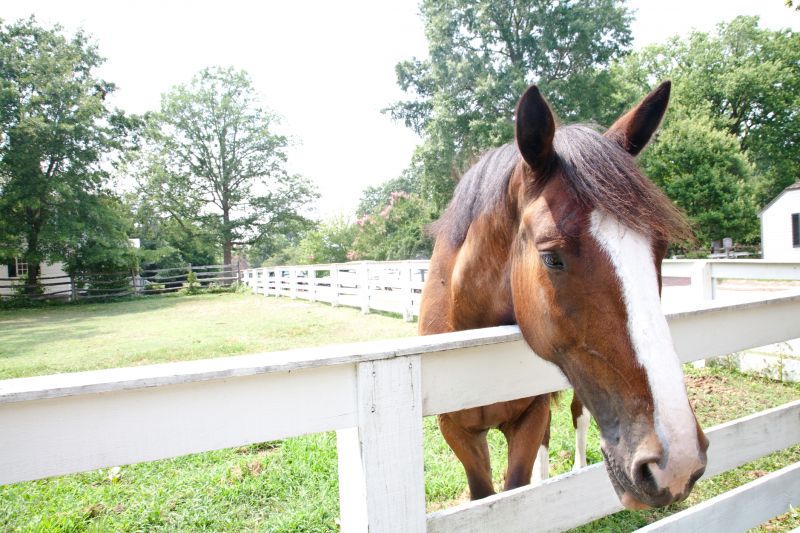 Horse Fence Replacement in Roseville, CA